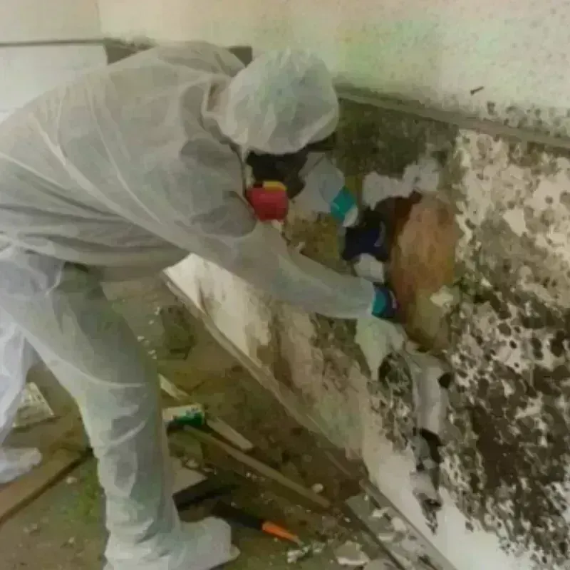 Mold Remediation and Removal in Forney, TX